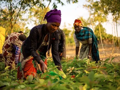 Rose Msofu, the Ibumila conservation group chair, works in the field with other women