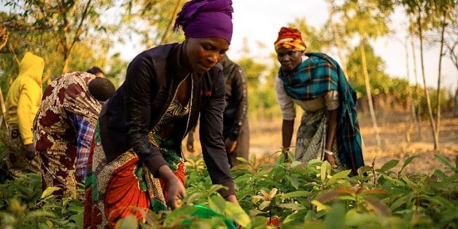 Rose Msofu, the Ibumila conservation group chair, works in the field with other women