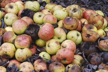 A pile of rotting apples