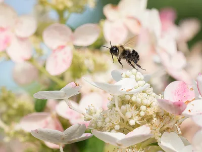 A bumblebee flies above white and pink flowers