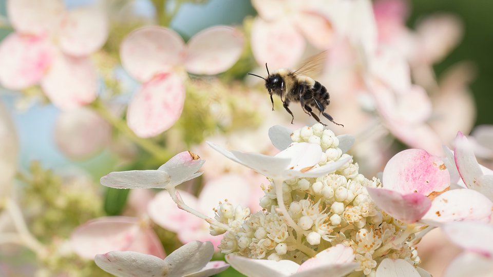 A bumblebee flies above white and pink flowers
