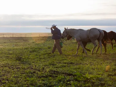 A horizontal video with a man in a cowboy hat at the center of the image, and horses trailing him on the right against a green field and clouds in the background.