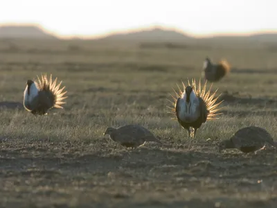Male greater sage grouse (Centrocercus urophasianus) displays his feathers and dances for the female as part of the mating ritual. WWF project site, Montana, Northern Great Plains, United States