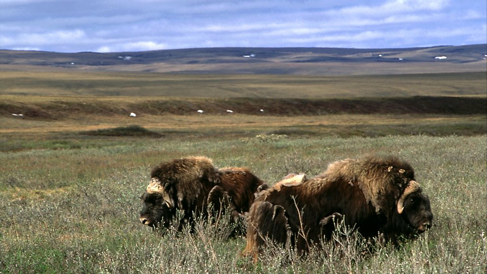 Musk oxen (Ovibos moschatus) in Arctic National Wildlife Refuge, Alaska, United States.