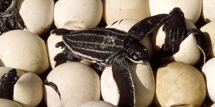 Leatherback turtle (Dermochelys coriacea), nest with eggs hatching. Mapo Beach, French Guiana