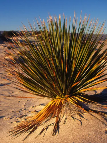 Agavaceae family A plant in the gypsum dunes Chihuahua Desert, Torreón Chihuahua, Mexico