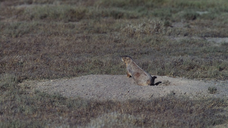 Cynomys mexicanus Mexican prairie dog Their burrows are important to the desert ecology Chihuahua Desert, near Saltillo, Mexico
