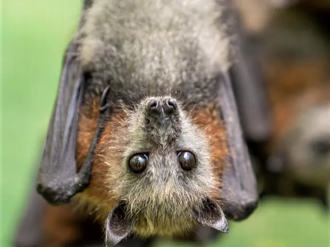 Closeup of a juvenile flying fox hanging upside down
