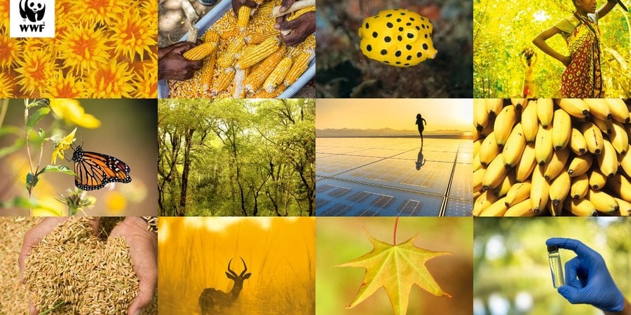 A collection of photos of nature and renewable energy