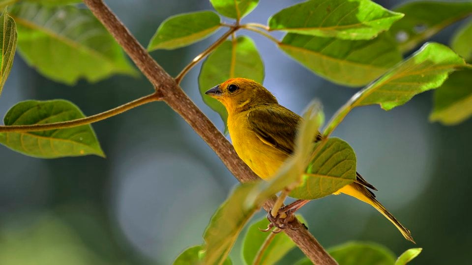 Saffron finch in tree, Atlantic Forest, Brazil