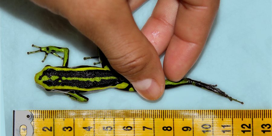 A green and black salamander with a ruler