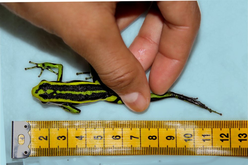 Valeria Ramírez Castañeda Studies Amazonian Evolution | World