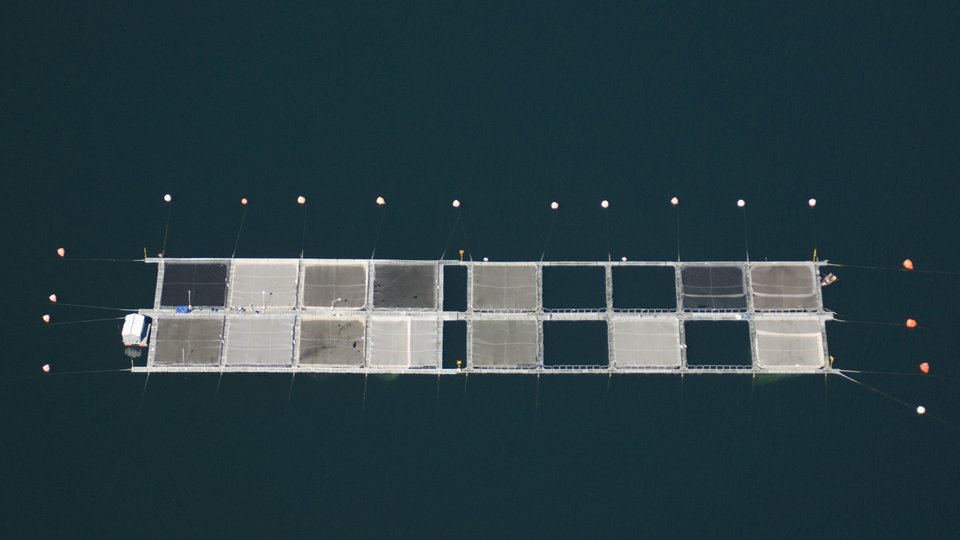 An aerial photo of a salmon aquaculture farm.
