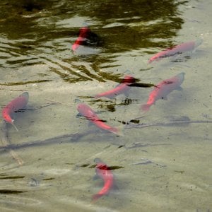 Salmon swim in clear water in a shallow pool in Bristol Bay