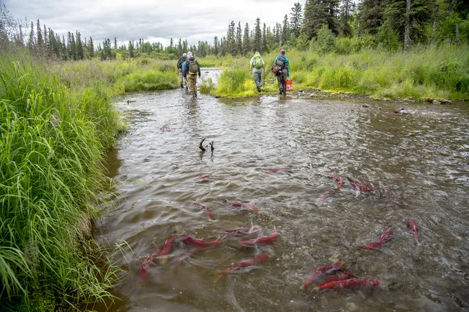 Salmon in a stream that's part of the Bristol Bay watershed