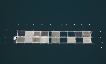 An aerial photo of a salmon aquaculture farm.