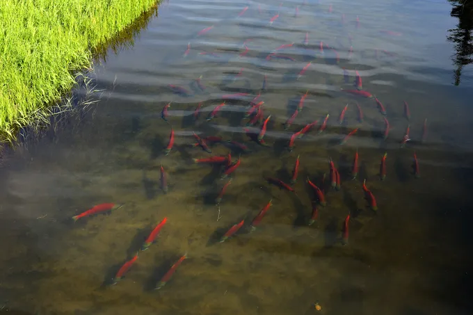 Salmon River_Pedro Bay_Alaska 2022