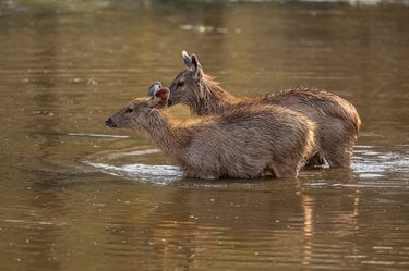 Two brown shaggy deer standing in water