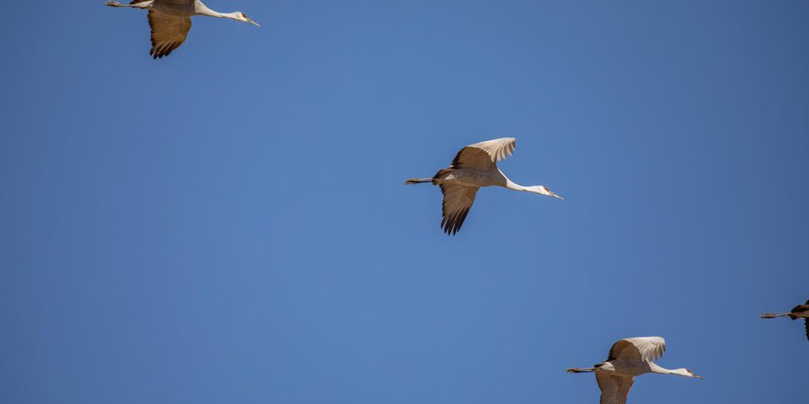A color photo of sandhill cranes flying against the backdrop of a brilliant blue sky