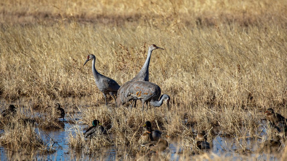 Three sandhill cranes stand in a pond with tall grasses and mallard ducks in the foreground
