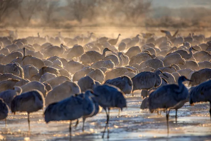 A large crowd of sandhill cranes stands in shallow water in the morning light