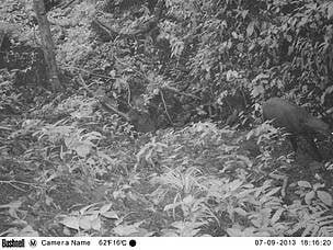 A black and white camera trap image shows a saola walking through the forest