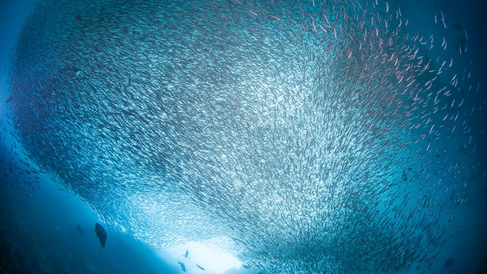 A school of sardines shot from below in bright blue waters