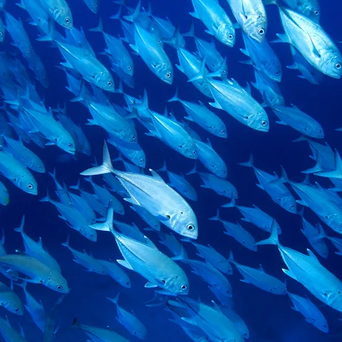 A photo showing a school of fish with blue-gray light.