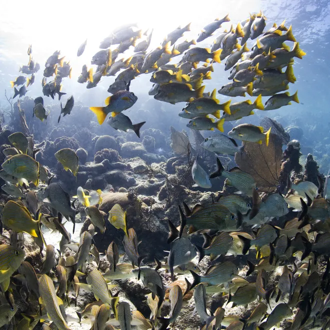 Coral with a big school of fish