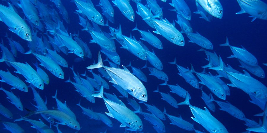 A photo showing a school of fish with blue-gray light.