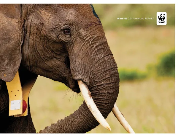 A report cover showing a close up of a profile shot of an elephant wearing a satellite tracking collar
