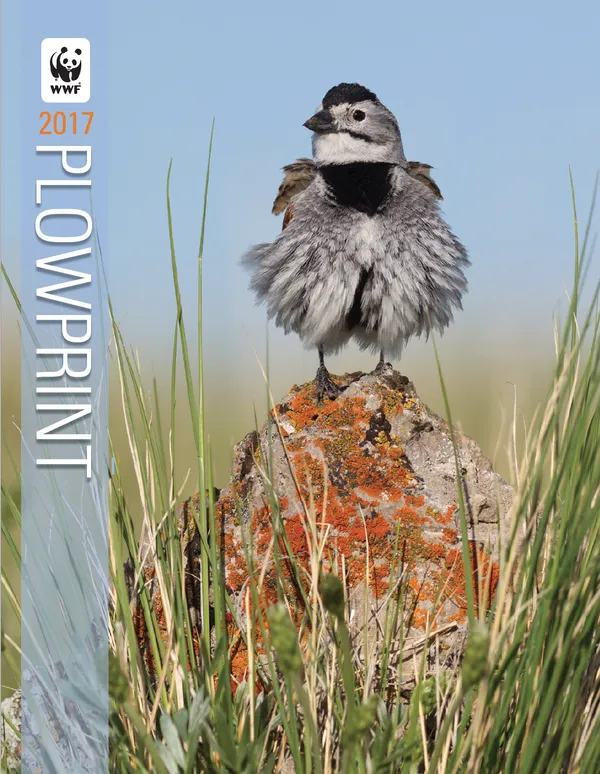A report cover showing a songbird sitting on top of a rock with orange lichen among grasses