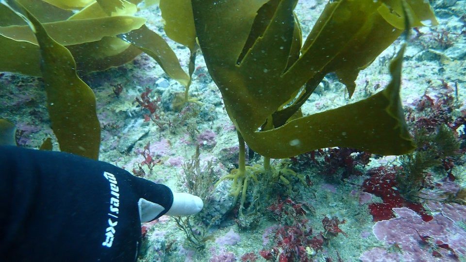 Underwater finger pointing out established seaweed plants