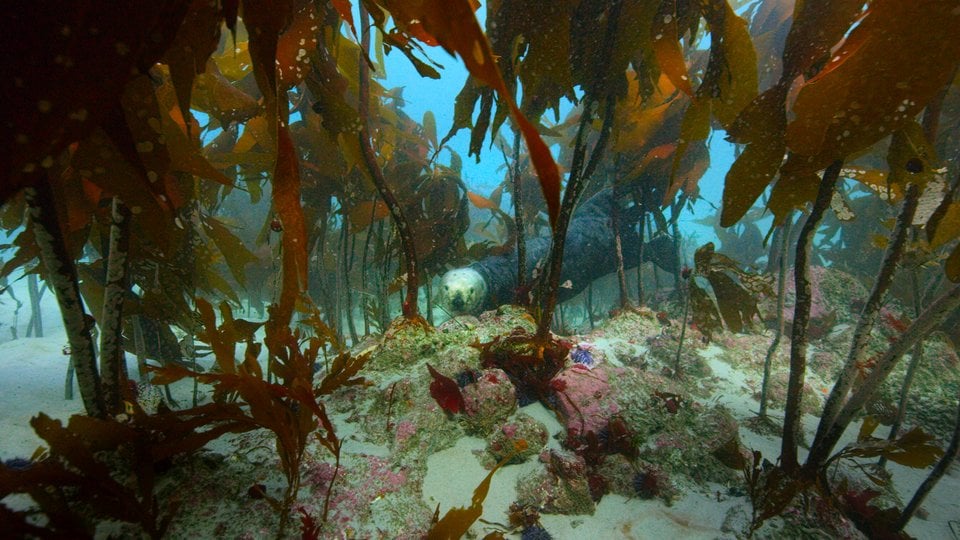 A sea otter swimming among kelp plants