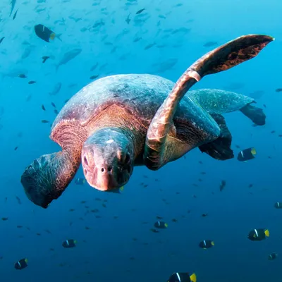 Sea turtle, Diving in Galapagos swimming amongst striped fish