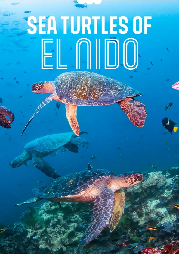 Sea turtles swimming underwater