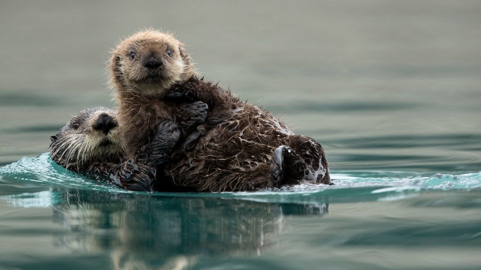 Sea otters float on the surface of the water