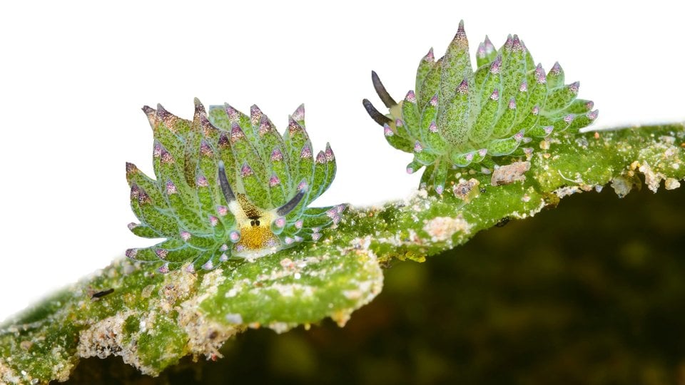 A creature that resembles the base of a slug but with many green leaf-like parts growing off of it
