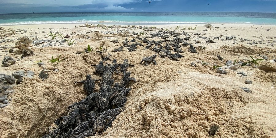 Sea turtle hatchlings climb out of a nest in the sand and head toward the ocean in the background