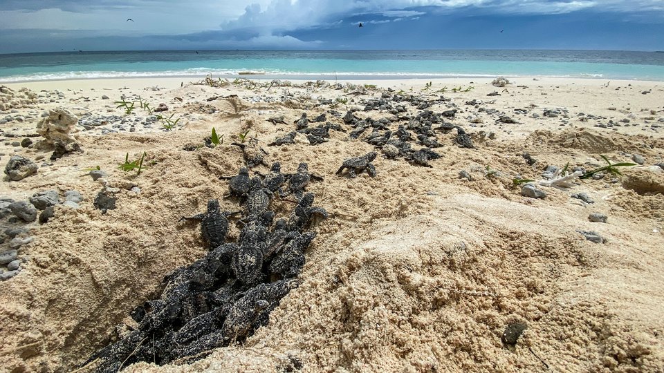 Sea turtle hatchlings climb out of a nest in the sand and head toward the ocean in the background