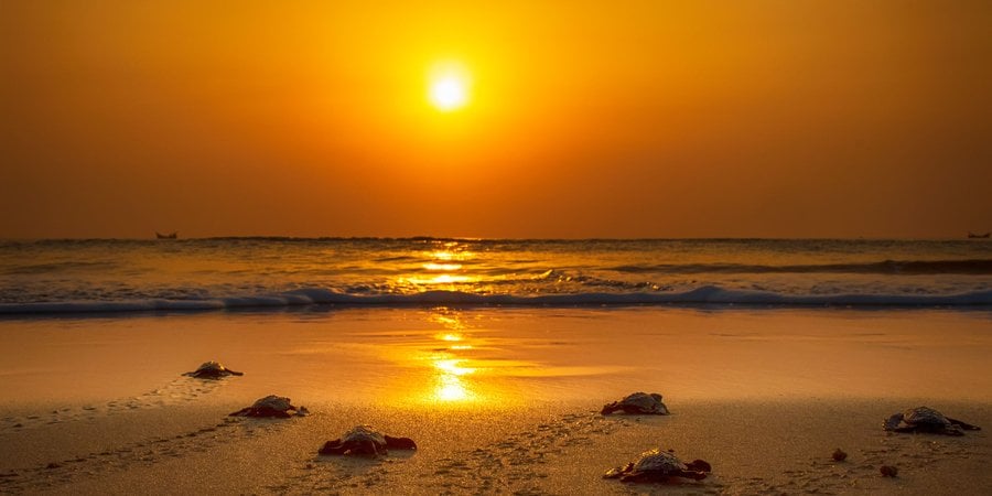 Olive ridley turtle (Lepidochelys olivacea) hatchlings walking towards sea at sunrise.