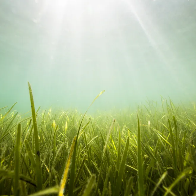 Seagrass bed in the United Kingdom