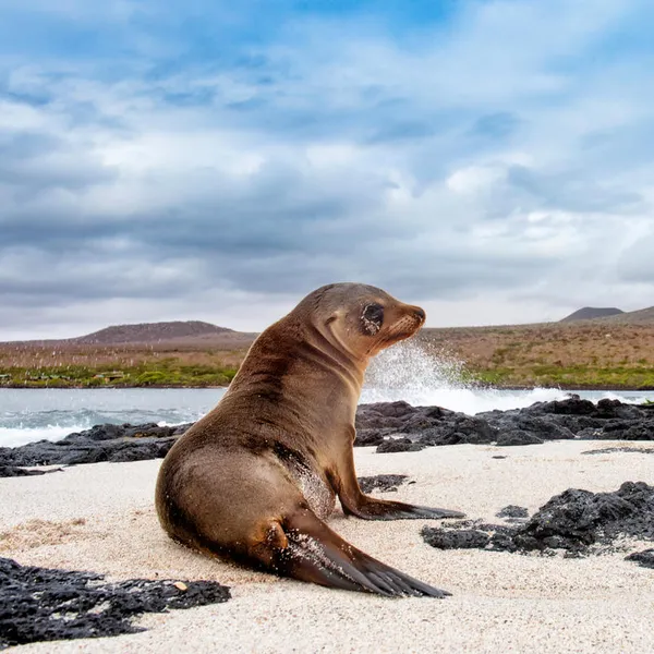 A sea lion sits on the beach in the Galapagos with ocean water to its left and a mountain in the background