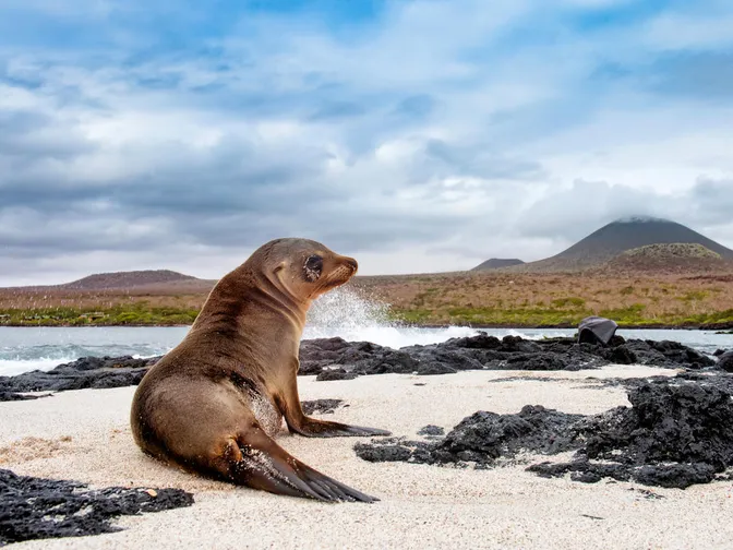 A sea lion sits on the beach in the Galapagos with ocean water to its left and a mountain in the background