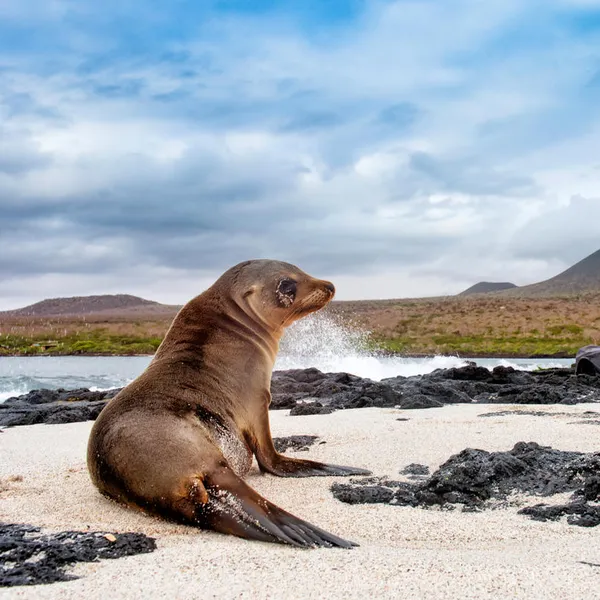 A sea lion sits on the beach in the Galapagos with ocean water to its left and a mountain in the background