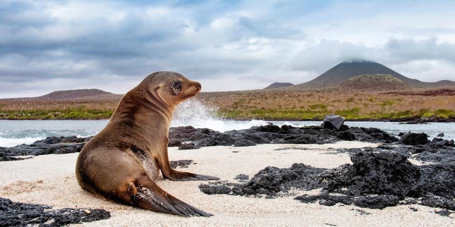 A sea lion sits on the beach in the Galapagos with ocean water to its left and a mountain in the background