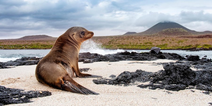 A sea lion sits on the beach in the Galapagos with ocean water to its left and a mountain in the background
