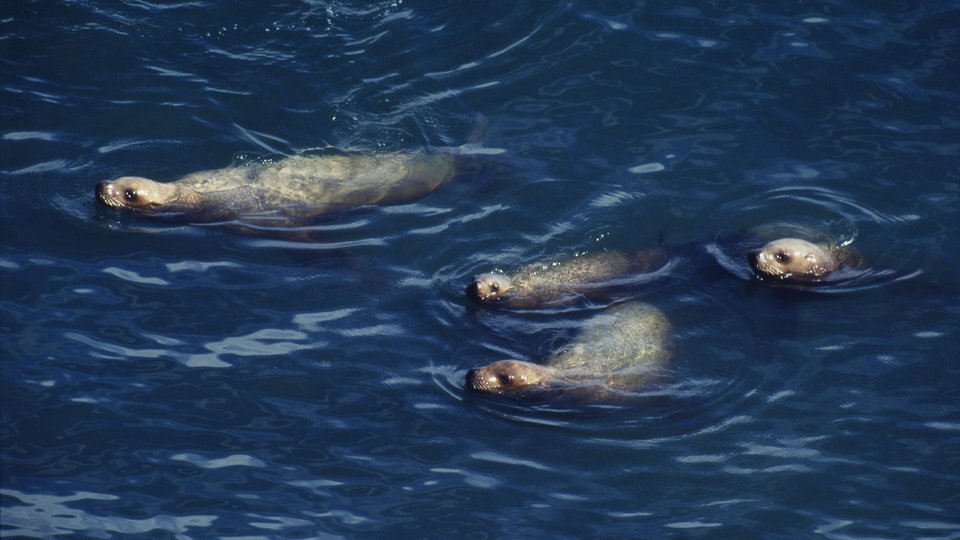 Four seals swimming with their heads above the blue water