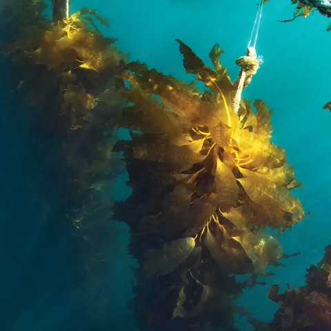 Seaweed hanging in the ocean from rope and other objects