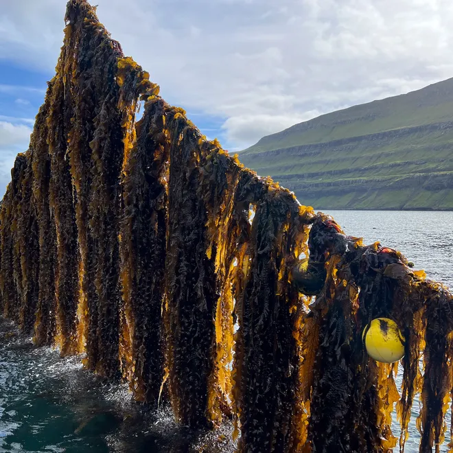 Kelp on a line in Faroe Islands